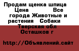 Продам щенка шпица.  › Цена ­ 15 000 - Все города Животные и растения » Собаки   . Тверская обл.,Осташков г.